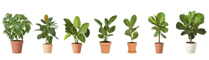 Obraz premium Set of different rubber tree plants in pots, isolated on a white background