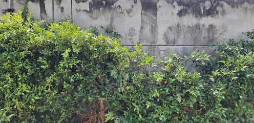 The old grey concrete fence has stains and peeling paint, with green bushes in front. Background image of old fence in residential area.
