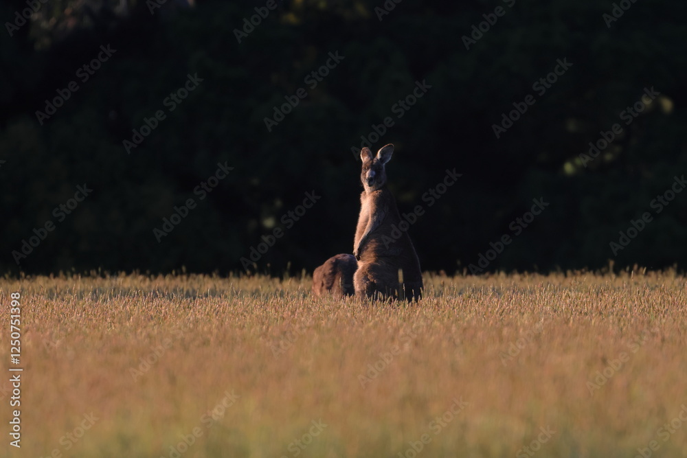 Poster kangaroo