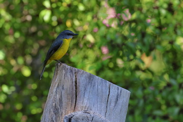 eastern yellow robin