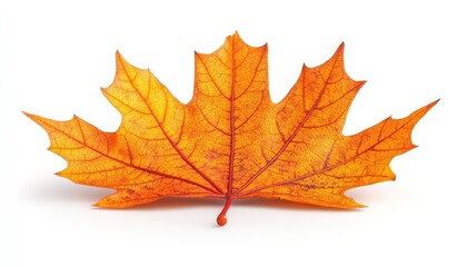 Fototapeta premium Here's a description for your photo stock image: Single, vibrant orange maple leaf, isolated on white. Perfect for autumn themes, nature designs, or fall advertising.