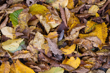 Verwelkte Blätter im Herbst 