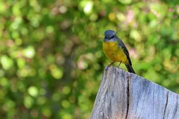 eastern yellow robin