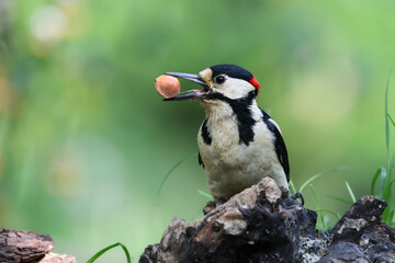 picchio rosso maggiore (Dendrocopos major)