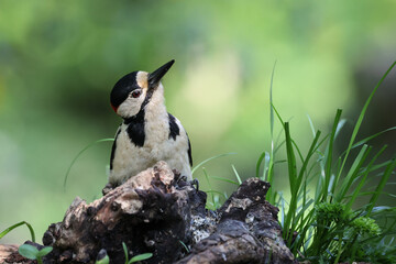 picchio rosso maggiore (Dendrocopos major)