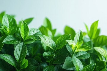 Vibrant lime with fresh green shine against the white background.