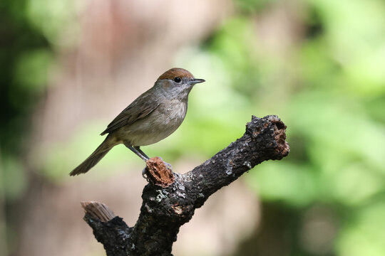 capinera posata su un ramo