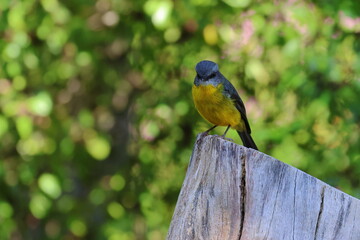 eastern yellow robin