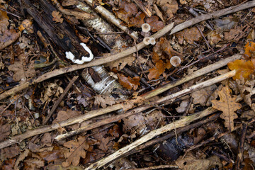 Äste, Blätter und Pilze - Waldboden Hintergrund