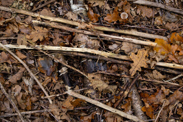 Äste, Blätter und Pilze - Waldboden Hintergrund