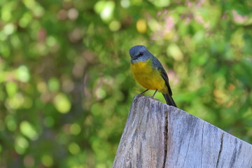eastern yellow robin