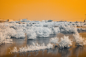 Infrared photography, a landscape featuring a body of water, vegetation, and buildings