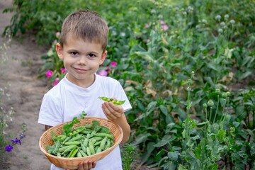 A boy in the garden is eating and holding green peas.