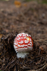 Ein kleiner Fliegenpilz durchbricht den Waldboden in Nahaufnahme 
