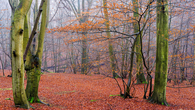 Epping in Autumn