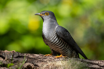 Cuculo nel bosco (Cuculus canorus)