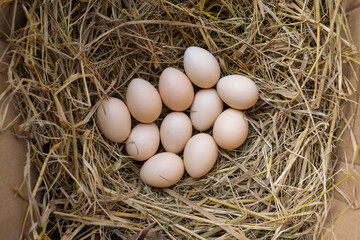Several fresh white eggs in straw in a cardboard box. Organic chicken eggs. Easter concept.