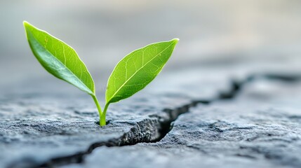 Close-up of green leaves growing on a tree, symbolizing nature's vitality and renewal