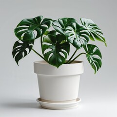 green plant in a pot