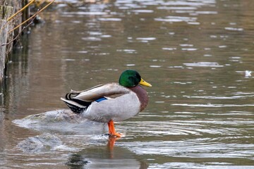 Canard colvert sur un rocher