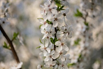 Close-up of delicate white cherry blossoms with green leaves in soft focus