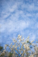 Scenic view of cherry blossoms in full bloom against a clear blue sky