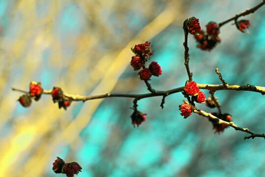 Bright red flowers of the Persian ironwood parrotia persica on a bright sunny day, a harbinger of spring