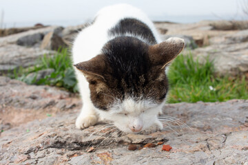 Istanbul tabby white street kat eating catfood on a rock