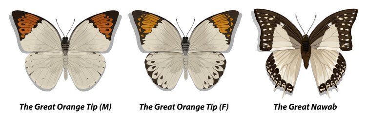 Collection of multicolored butterflies. Set 1. Vector illustration.