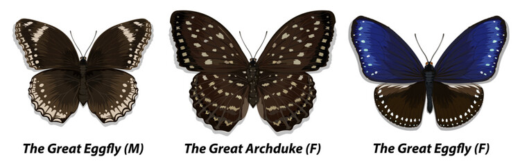 Fototapeta premium Collection of multicolored butterflies. Set 1. Vector illustration.
