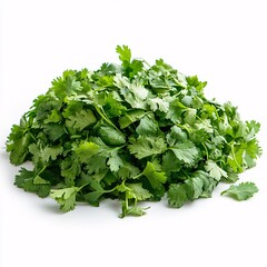Fototapeta premium A Fresh Bunch of Green Cilantro Leaves