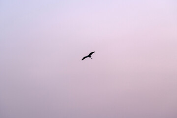 Fototapeta premium a flying heron before sunrise