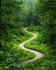 Winding path through lush green forest nature peaceful environment scenic viewpoint serenity concept