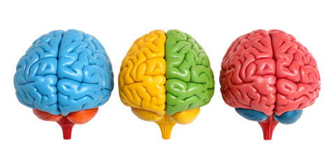 Colorful 3D Model of Human Brain, Detailed Neural Pathways, Brain Anatomy Study, PNG Transparent