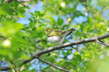 Wood warbler on the branch. Phylloscopus sibilatrix