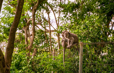 A curious Balinese monkey, with expressive eyes and detailed fur, observes its surroundings. A glimpse into the wildlife of Bali.