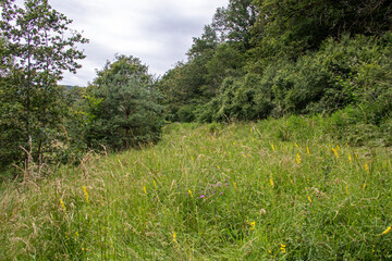 Obraz premium Une prairie verte parmi les arbres au printemps sous un ciel blanc