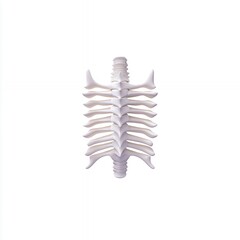 Detailed White Anatomical Rib Cage Model on White Background