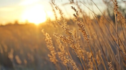 Fototapeta premium Golden Hour Sunlight Illuminating Tall Grass in a Peaceful Meadow Landscape : Generative AI