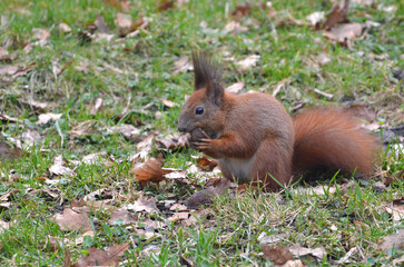 Portrait of  wild redhead  squirrel with white tummy eating nut in park at early springtime . Wild amimals in winter, feeding of wild animals concept. Free copy space.