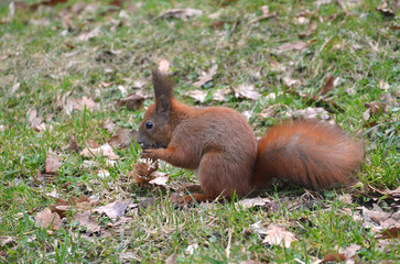  Wild fluffy redhead squirrel in the park sits on the grass with old fallen leaves and eating nut. Closeup photo. Wild amimals in winter, feeding of wild animals concept. Free copy space.