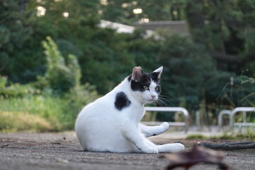 美しいハチワレ白黒猫