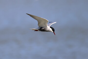 whiskered tern