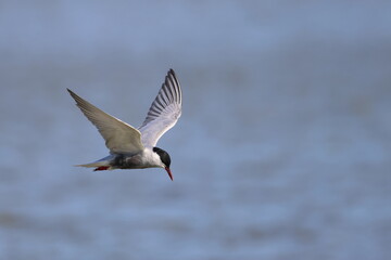 whiskered tern