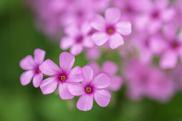 Obraz premium oxalis