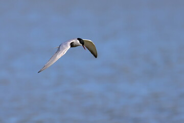 whiskered tern