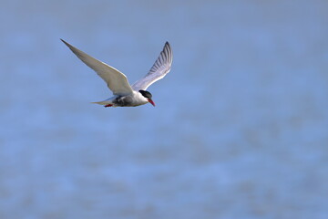 whiskered tern