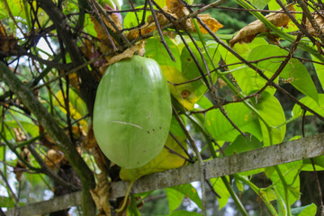 Passiflora guadrangularis, erbis or jumbo passion fruit. The erbis fruit is oval in shape with a...