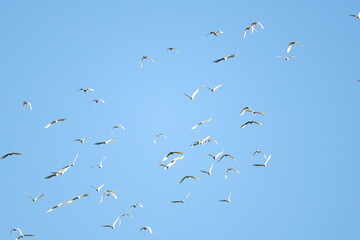 Flock of Cockatoos Soaring Across the Sky