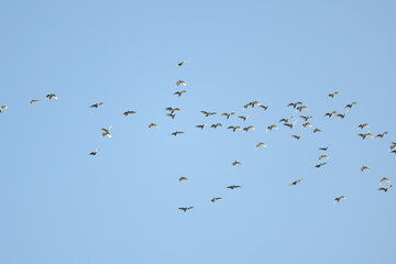Flock of Cockatoos Soaring Across the Sky